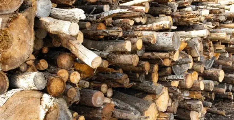 pexels-jaralol-17155122-595x397